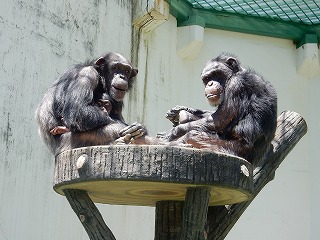 写真：チンパンジー1