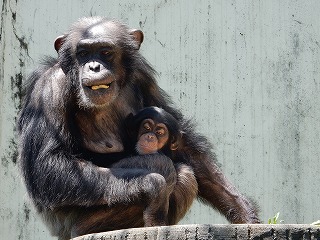 写真：チンパンジー2