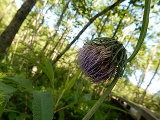 写真：チシマアザミ