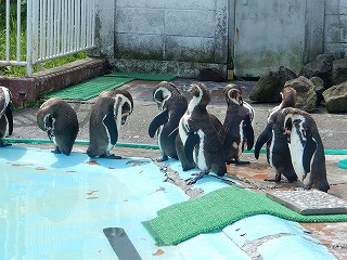 写真：フンボルトペンギン1
