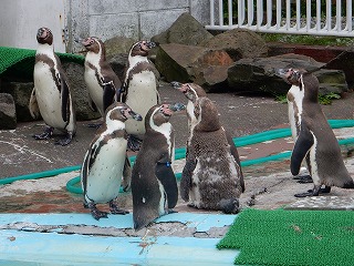 写真：フンボルトペンギン2