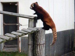 写真：7月16日　レッサーパンダ　キン2