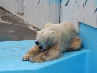 写真：7月16日　ホッキョクグマ　キロル1