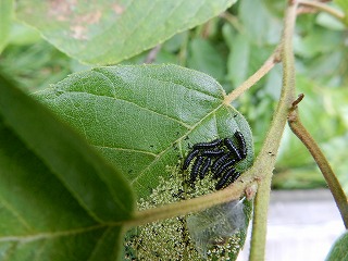 写真：ハンノキハムシの幼虫