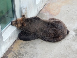 写真：ヒグマ　ヤマト1