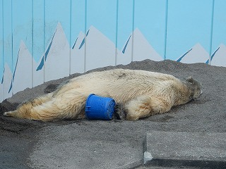 写真：7月22日　ホッキョクグマ　キロル2