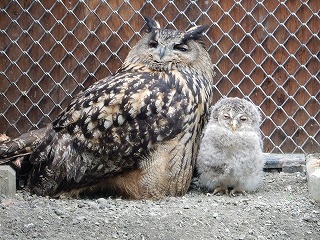 写真：ワシミミズクとエゾフクロウのヒナ