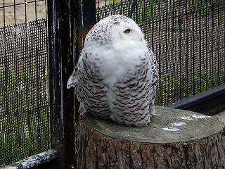 写真：シロフクロウ　アナ