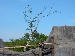 写真：サル山のヤナギの木