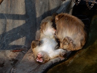 写真：毛づくろい中のニホンザル