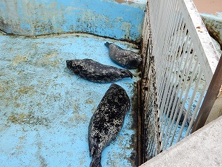 写真：ゼニガタアザラシ