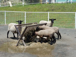 写真：エサを食べているヒツジ