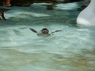 写真：キンクロハジロ2