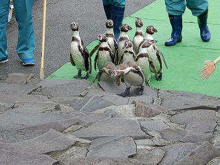 写真：園内を歩くペンギン1