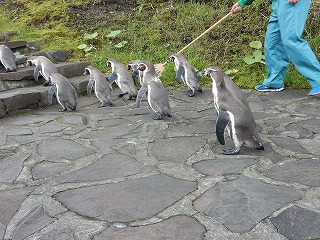 写真：園内を歩くペンギン2
