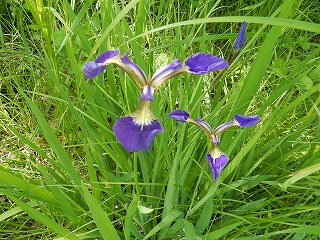 写真：ヒオウギアヤメ