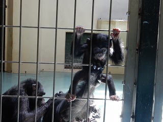 写真：チンパンジー　リリーとゆづる1