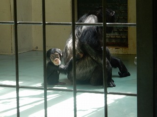 写真：チンパンジー　リリーとゆづる2