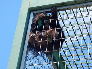 写真：オランウータン　ひな