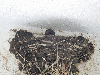 写真：6月29日　ツバメの巣