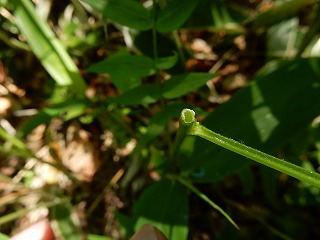 写真：茎だけ残ったクシロハナシノブ