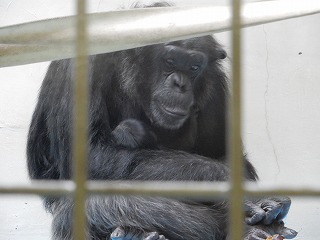 写真：チンパンジー　昨年8月の赤ちゃん