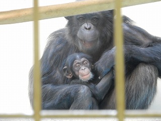 写真：チンパンジー　昨年12月の赤ちゃん
