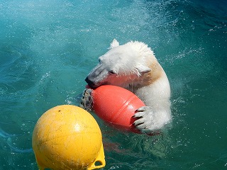 写真：5月12日　ホッキョクグマ　ミルク1