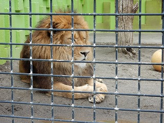 写真：ライオン2