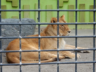 写真：ライオン3