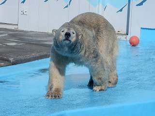 写真：5月5日　ホッキョクグマ　キロル2