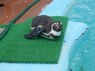 写真：フンボルトペンギン2