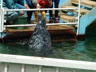 写真：ゼニガタアザラシ1