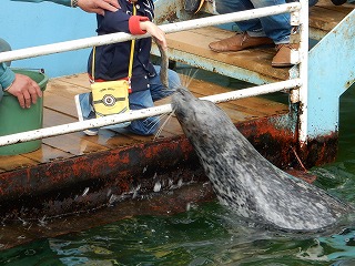 写真：ゼニガタアザラシ2