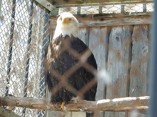 写真：ハクトウワシ