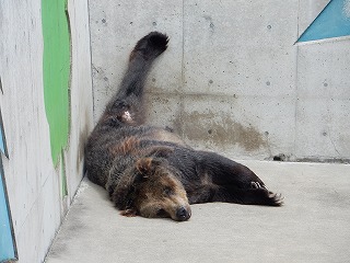 写真：ヒグマ　ヤマト