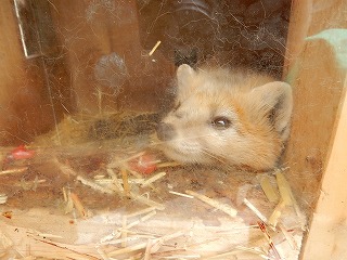 写真：エゾクロテン　テンテン