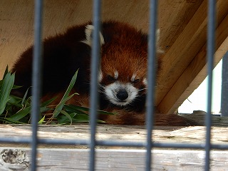 写真：レッサーパンダ1