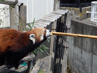 写真：レッサーパンダ2