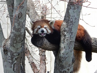 写真：レッサーパンダ3