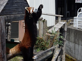 写真：レッサーパンダ4