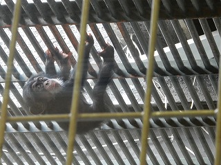 写真：チンパンジー赤ちゃん