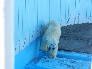 写真：5月14日　ホッキョクグマ　キロル2