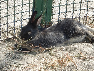 写真：ウサギ2
