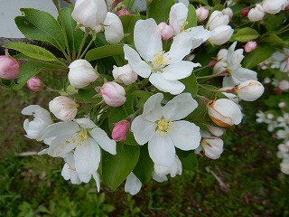 写真：エゾノコリンゴの花