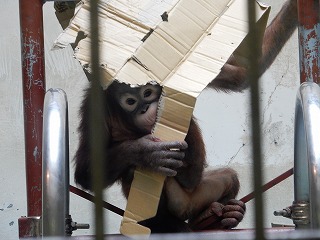 写真：オランウータン　りな