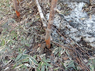 写真：園内の立ち木