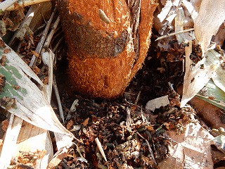 写真：立ち木のかじられた根元