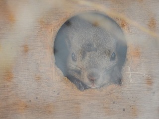 写真：エゾリス