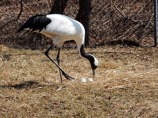 写真：タンチョウ2